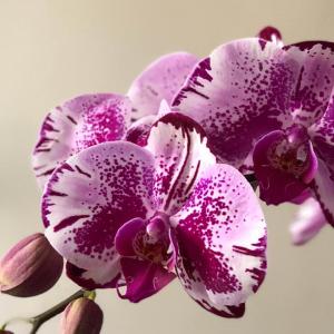 ✖️Phalenopsis Blume (Pink Moth Orchid)