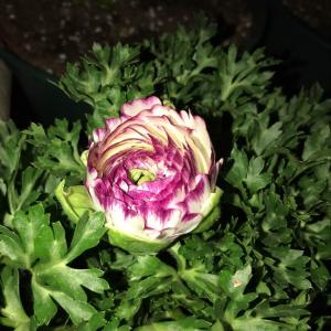 我新添加了一棵“花毛茛 紫罗兰”到我的“花园”