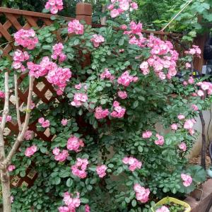 我新添加了一棵“蔷薇 单瓣，粉色”到我的“花园”