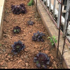 我新添加了一棵“昆法师小紫羊绒10元1个（2017.4.2）”到我的“花园”