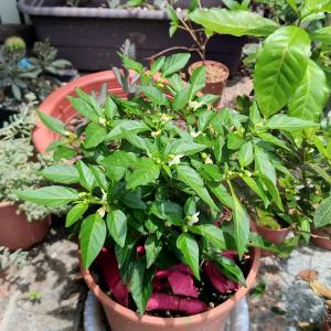 我新添加了一棵“五彩辣椒”到我的“花園”。