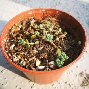 Sedum dasyphyllum minor