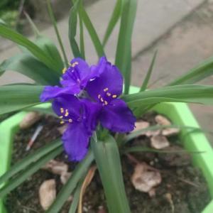 我新添加了一棵“紫露草”到我的“花园”