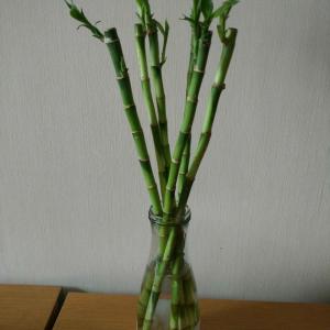 DUANG!我新添加了一棵“直竹”到我的“花园”，这是它的第一篇成长志,还请花友们多多关照噢！