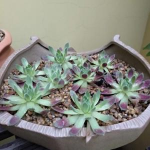 我新添加了一棵“＆紫珍珠拼盆”到我的“花园”