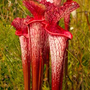 Name: Sweet pitcher plant
Latin: Sarracenia rubra
Origin: North America
Plant height: 10 - 100 cm
Reproduction:  #Division  
Difficulty level:  #Pro  
Tags:  #NorthAmerica   #Sarraceniarubra  

