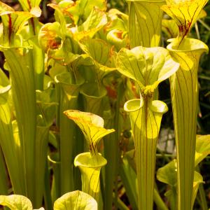 Name: Yellow pitcher plant
Latin: Sarracenia flava
Origin: North America
Plant height: 10 - 100 cm
Reproduction:  #Division  
Difficulty level:  #Pro  
Tags:  #NorthAmerica   #Sarraceniaflava  

