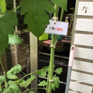 我新添加了一棵“5號小蕃茄”到我的“花園”。