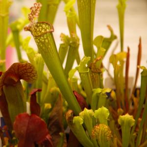 Name: White pitcher plant
Latin: Sarracenia leucophylla
Origin: North America
Plant height: 10 - 100 cm
Reproduction:  #Division  
Difficulty level:  #Pro  
Tags:  #NorthAmerica   #Sarracenialeucophylla  

