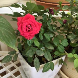我新添加了一棵“小玫瑰”到我的“花园”