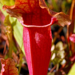 Name: Purple pitcher plant
Latin: Sarracenia purpurea
Origin: North America
Plant height: 10 - 100 cm
Reproduction:  #Division  
Difficulty level:  #Pro  
Tags:  #NorthAmerica   #Sarraceniapurpurea  

