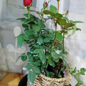 我新添加了一棵“花花 小玫瑰”到我的“花园”