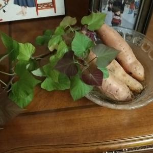 我新添加了一棵“红薯”到我的“花园”