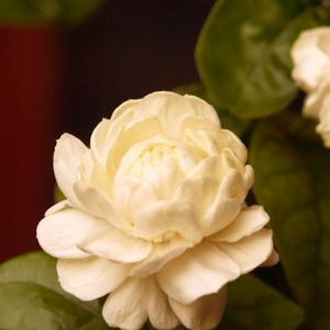 Name: Arabian jasmine
Latin: Jasminum sambac
Origin: Asia
Plant height: 50 - 300 cm
Reproduction:  #Stems  
Difficulty level:  #Medium  
Tags:  #Asia   #Jasminumsambac  

