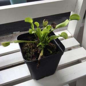 DUANG!我新添加了一棵“捕蝇草”到我的“花园”，这是它的第一篇成长志,还请花友们多多关照噢！