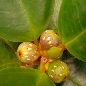 Name: Mistletoe fig
Latin: Ficus deltoidea
Origin: Asia
Plant height: 50 - 90 cm
Reproduction:  #Layering  
Difficulty level:  #Medium  
Tags:  #Asia   #Ficusdeltoidea  

