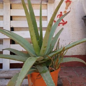 I Nuevo agregado un Aloe Vera en mi jardín