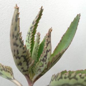 Bryophyllum Daigremontianum Kalanchoe 