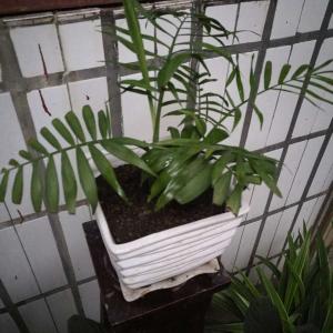 我新添加了一棵“袖珍椰子”到我的“花园”