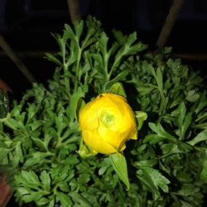 我新添加了一棵“花毛茛 黄色”到我的“花园”