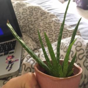 Wont be long before I have to repot this Aloe! Is it worth doing before winter hits?