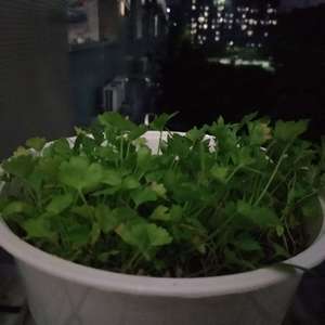 我新添加了一棵“芹菜”到我的“花園”。