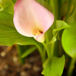 Name: Pink Calla Lily
Latin: Zantedeschia rehmannii
Origin: Africa
Plant height: 50 - 90 cm
Reproduction:  #Division  
Difficulty level:  #Pro  
Tags:  #Africa   #Zantedeschiarehmannii  

