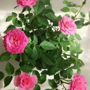 我新添加了一棵“粉色迷你玫瑰”到我的“花园”
