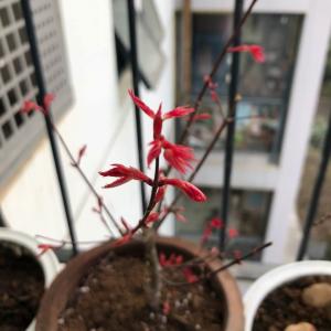 我新添加了一棵“红枫叶”到我的“花园”