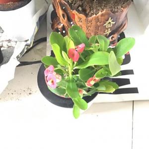 我新添加了一棵“铁海棠”到我的“花园”
