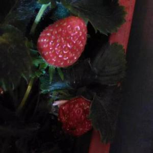 我新添加了一棵“草莓”到我的“花园”