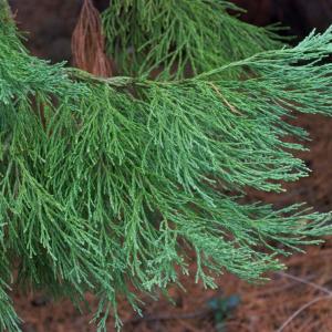 名称： #巨杉  
            英文名称：Sequoiadendron giganteum 
别名：巨杉、世界爷、北美巨杉
科： #杉科  
属： #巨杉属  
巨杉不仅是最大的红木，而且也是地球上最庞大的并且尚存活着的生物。其褐色的树皮海绵状，深纵裂，小枝初为绿色，后成淡褐色，叶鳞状钻形，螺旋状着生。巨杉树龄很长，见证了地球的风风雨雨，有时间的话可以听听它们的故事。