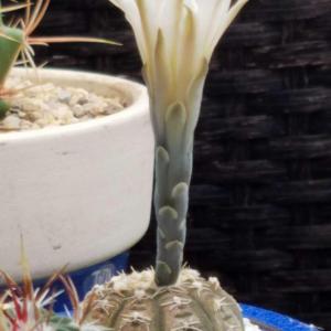 blooming cactus