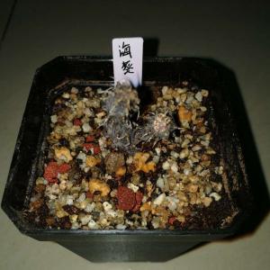 萝藦科 海葵 Stapelianthus decaryi