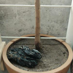我新添加了一棵“石榴”到我的“花园”