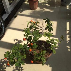 我新添加了一棵“四季果”到我的“花园”