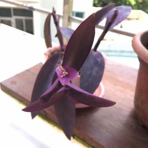 DUANG!我新添加了一棵“紫竹梅”到我的“花园”，这是它的第一篇成长志,还请花友们多多关照噢！