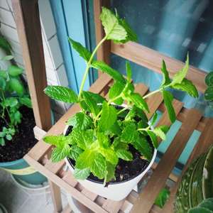 我新添加了一棵“香花菜”到我的“花园”