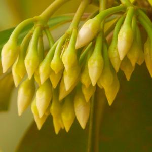 Name: China-shrub
Latin: Ardisia solanacea
Origin: Asia
Plant height: 80 - 200 cm
Reproduction:  #Seeds  
Difficulty level:  #Pro  
Tags:  #Asia   #Ardisiasolanacea  

