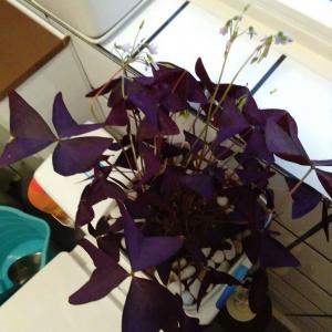 我新添加了一棵“三角紫叶”到我的“花园”