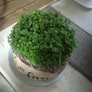 我新添加了一棵“绿地珊瑚蕨”到我的“花园”
