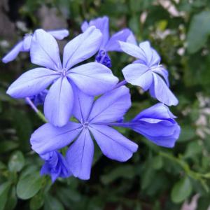 一棵蓝雪花，赏花可以从盛夏到入秋