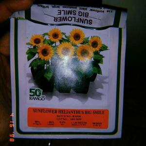 I tried planting these regular sunflowers today. This time I did not bury them too deep. I used soil-less medium in planting them. 3 of these pots are those sunflowers! Date: April 16, 2018