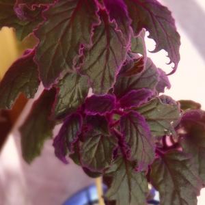 Name: Purple Passion Vine
Latin: Gynura sarmentosa
Origin: Asia
Plant height: 30 - 60 cm
Reproduction:  #Stems  
Difficulty level:  #Medium  
Tags:  #Asia   #Gynurasarmentosa  

