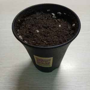 我新添加了一棵“魔豆”到我的“花园”