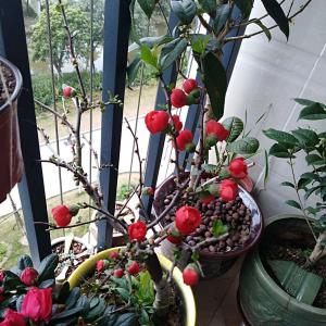 我新添加了一棵“贴梗海棠”到我的“花园”