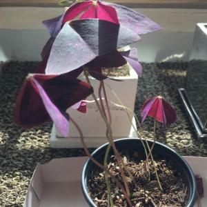 제가 새로운 식물 “파필리오나케아사랑초”한 그루를 나의 “화원”에 옴겼어요. 