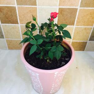我新添加了一棵“微型玫瑰”到我的“花园”
