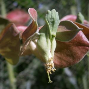 Euphorbia tithymaloides (?)