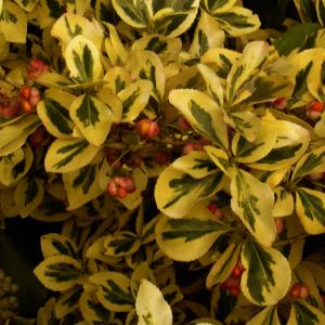 Name: Fortune's spindle Blondy
Latin: Euonymus fortunei
Origin: Asia
Plant height: 30 - 60 cm
Reproduction:  #Seeds  
Difficulty level:  #Medium  
Tags:  #Asia   #Euonymusfortunei  

